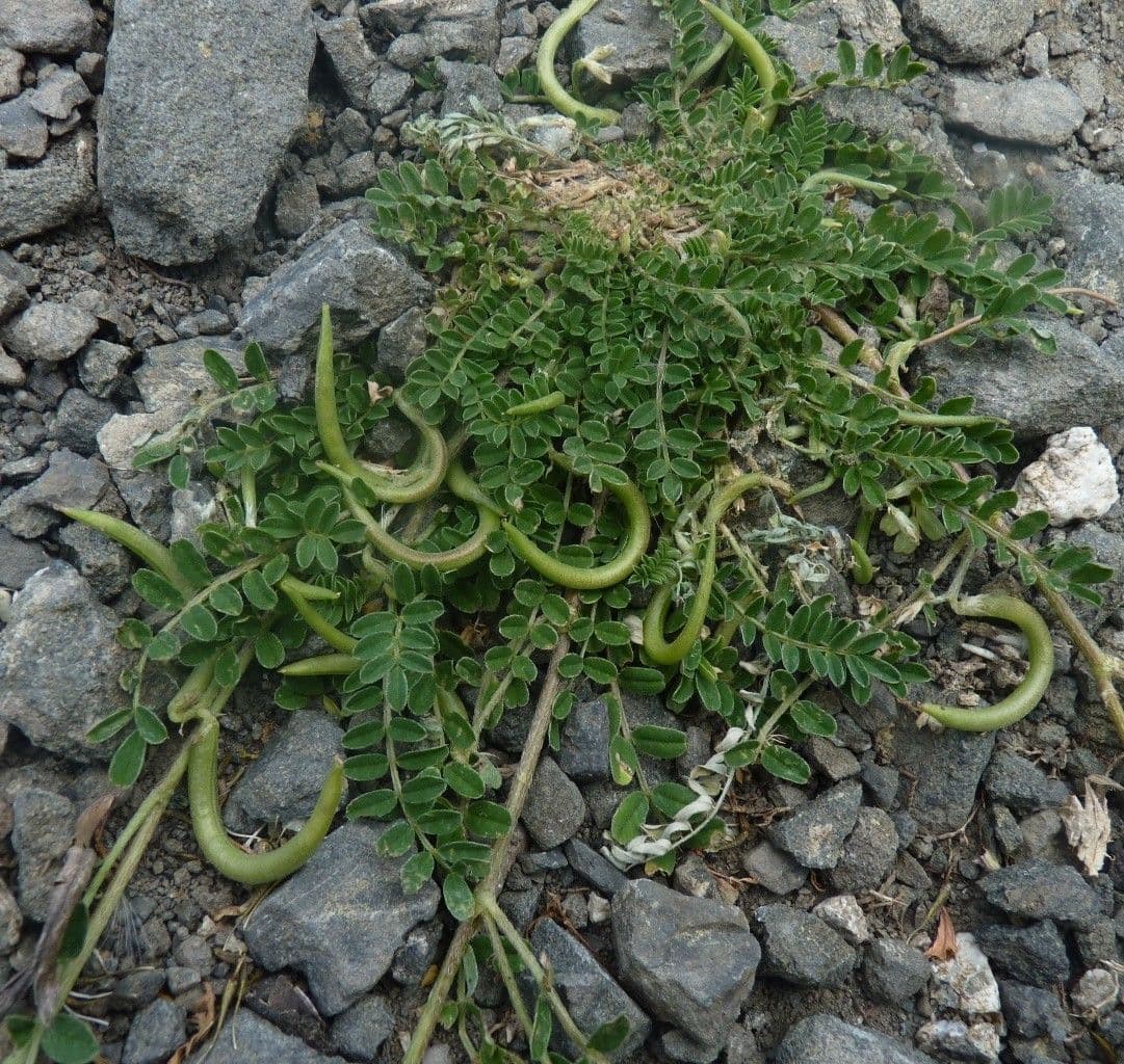 Astragalus hamosus 15