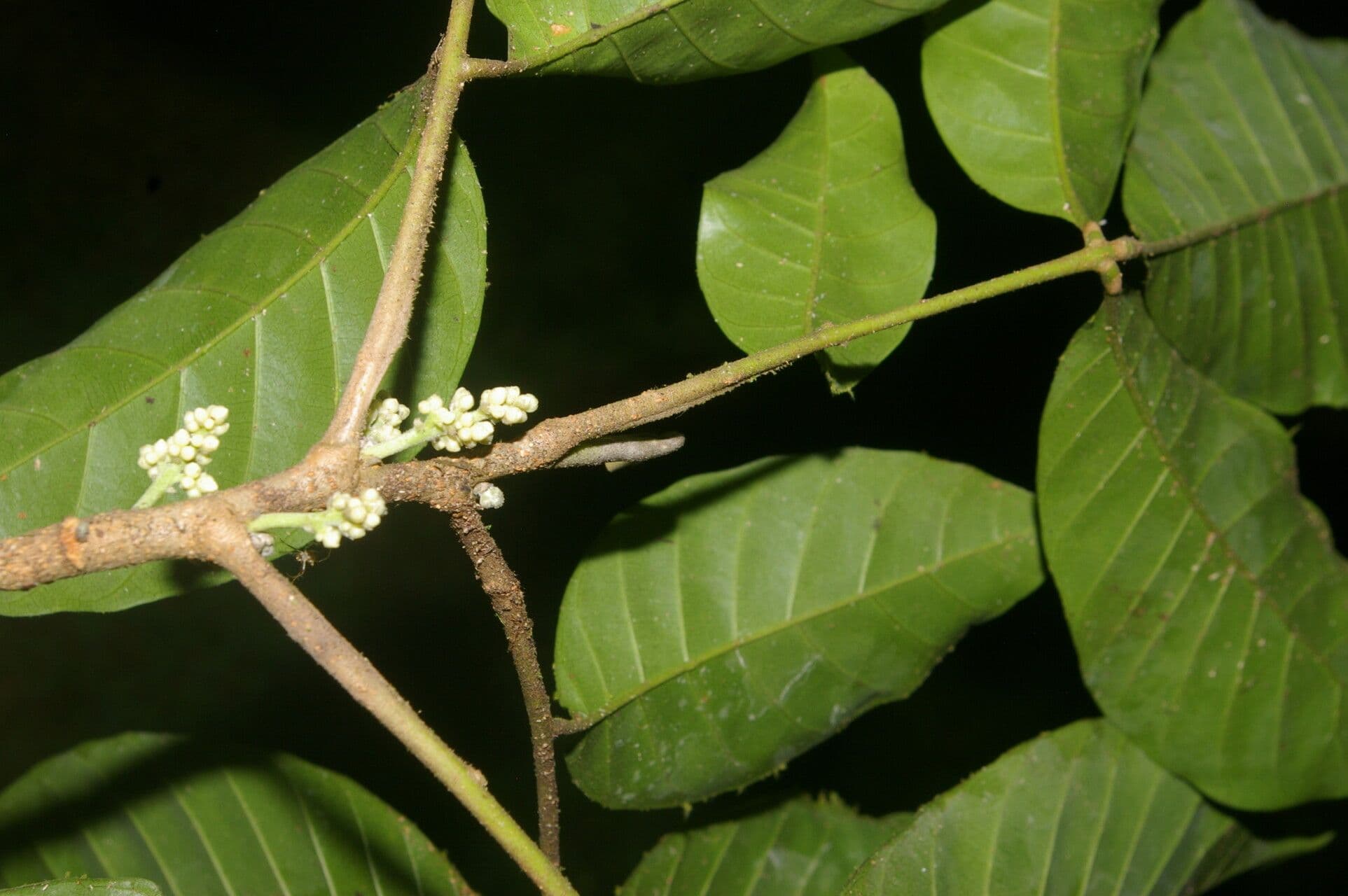 Trichilia 3