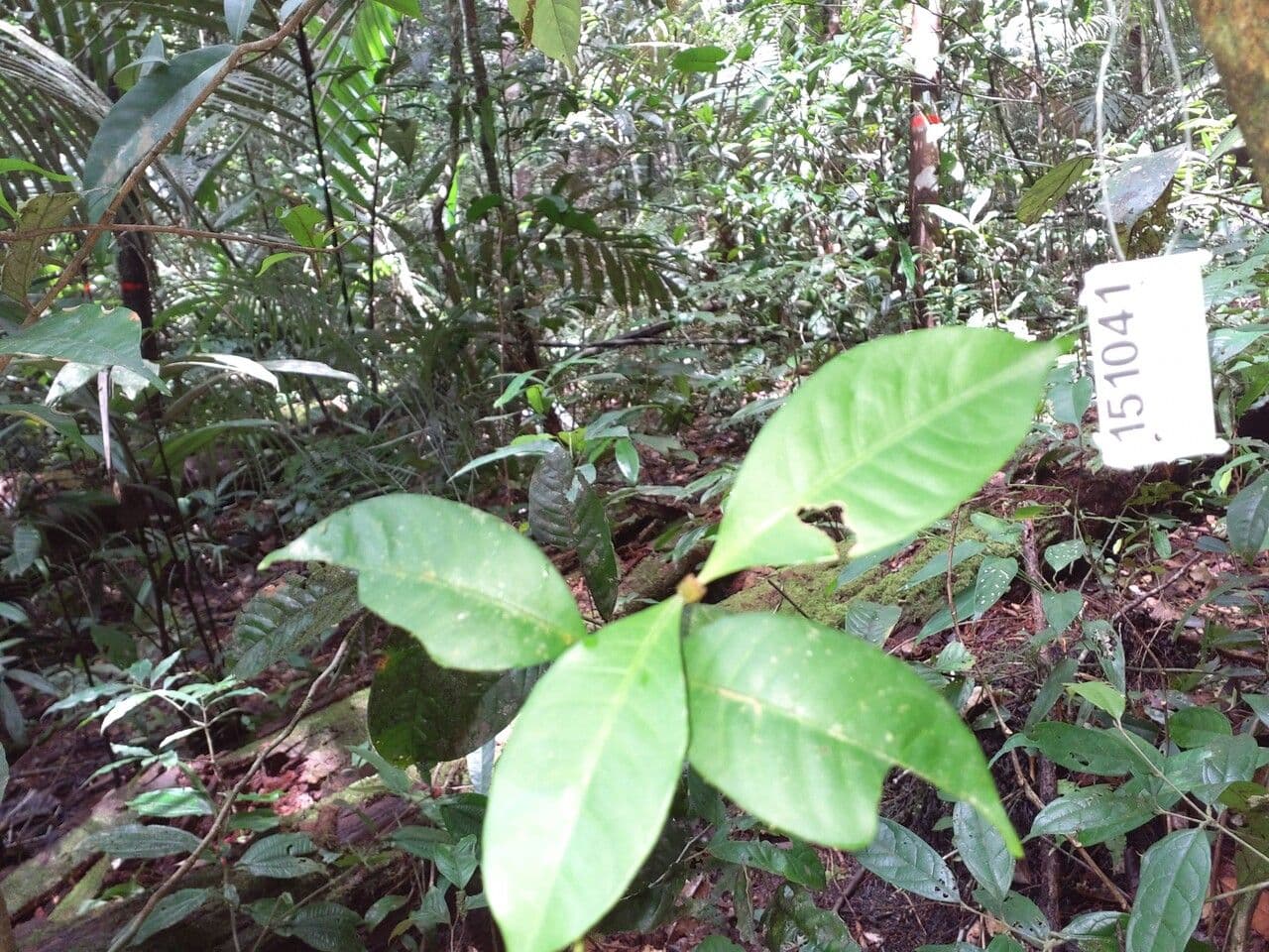 Eumachia 2