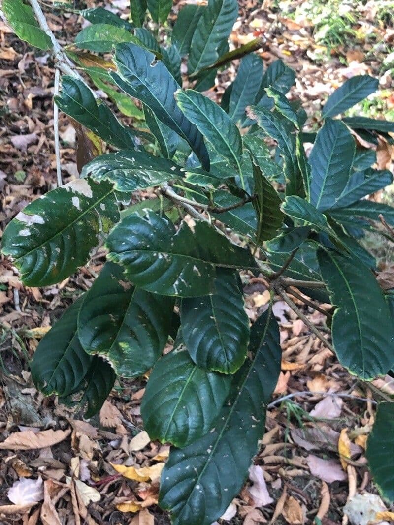 Lithocarpus