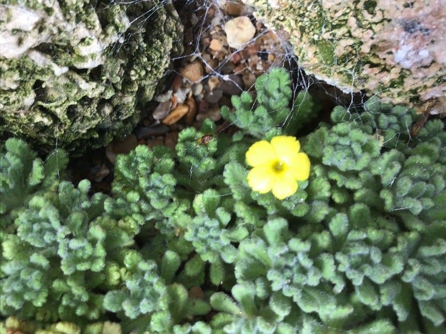 Dionysia