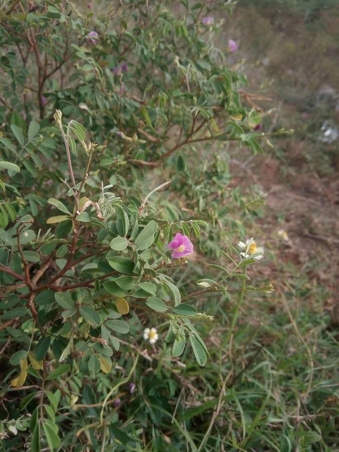 Tephrosia 20