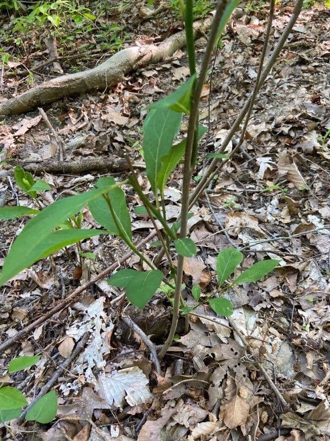 Lindera benzoin 28