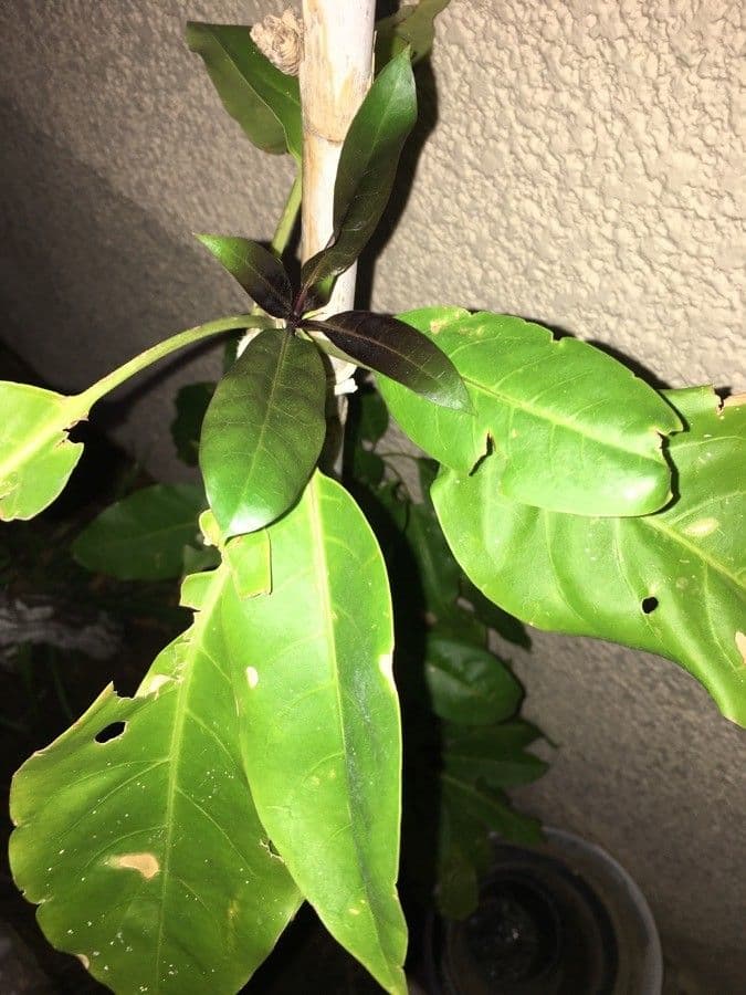 Solandra 10