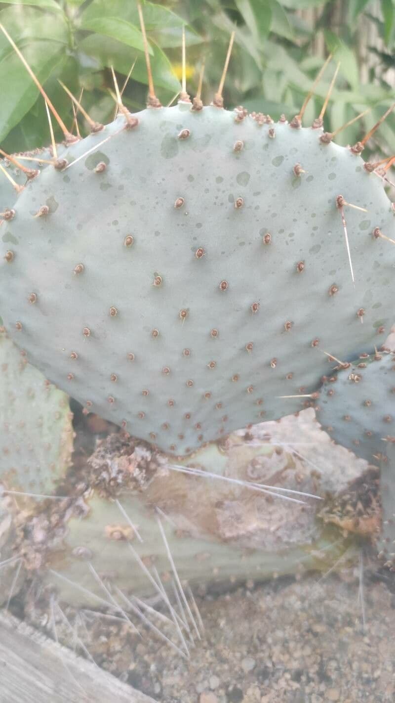 Opuntia tulipano 3