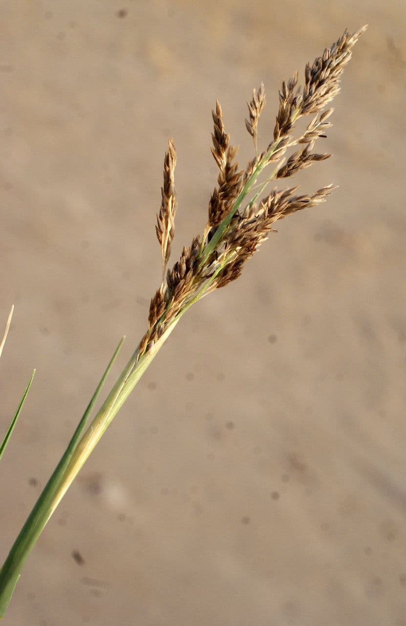 Aeluropus 4