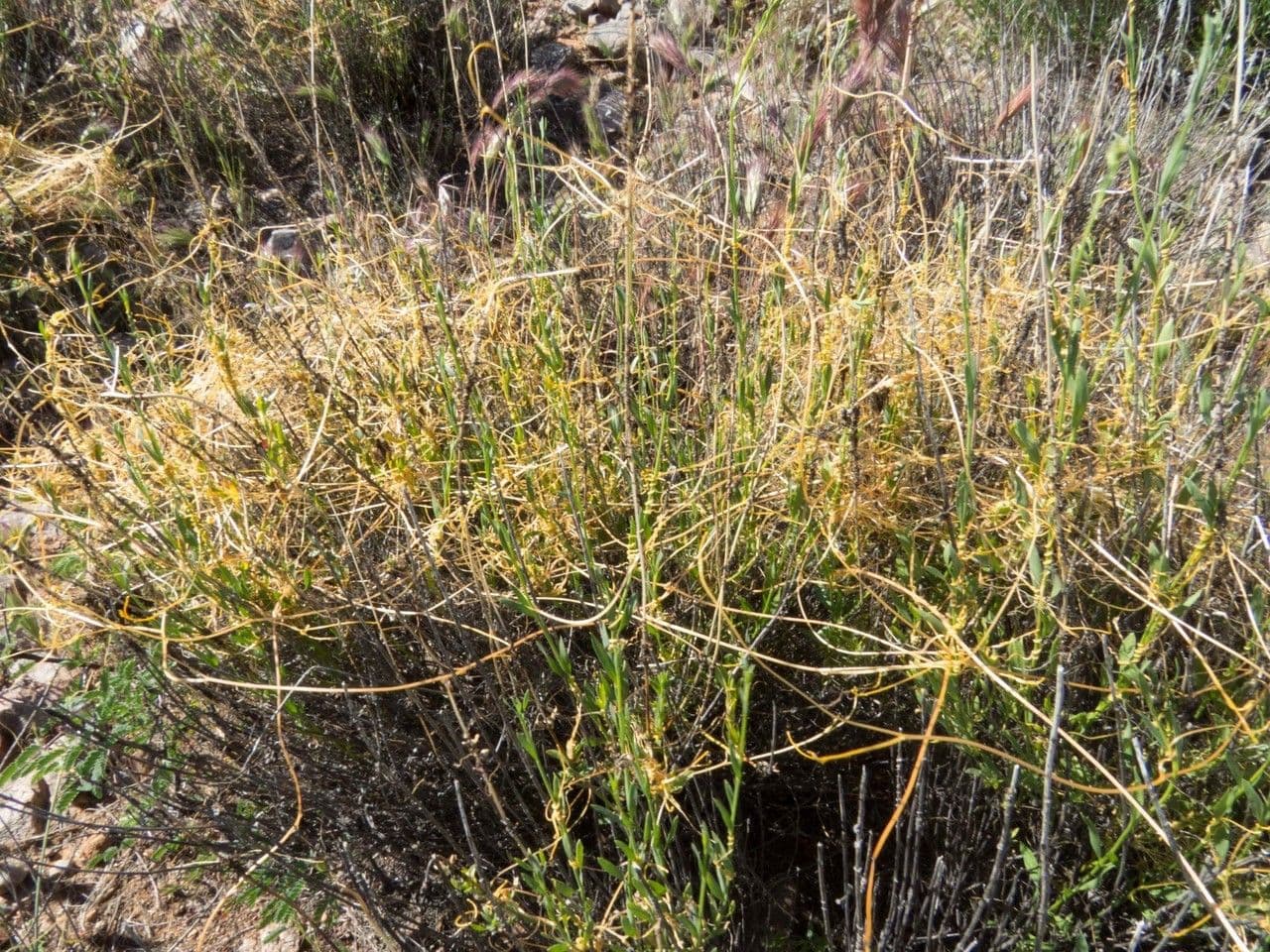 Cuscuta indecora 8