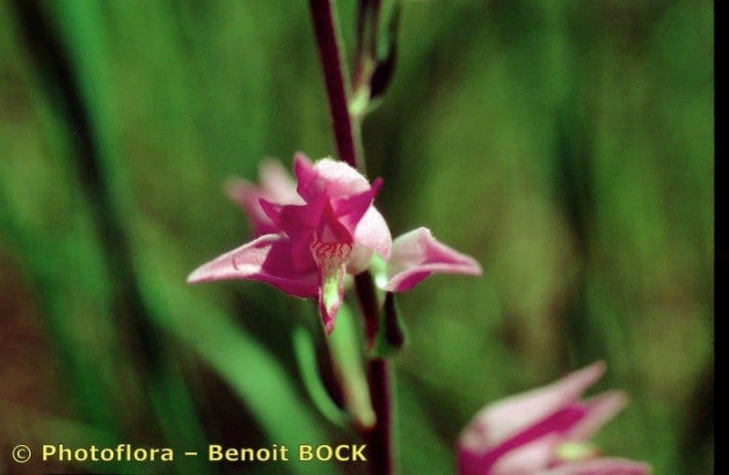 Cefalantera roja 26