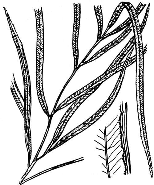 Pteris di Creta 23