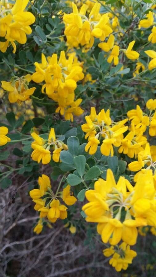 Coronilla valentina 16