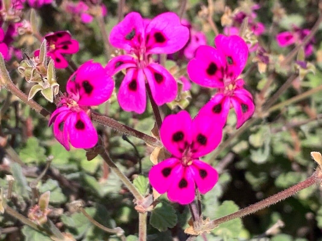 Geranium 2