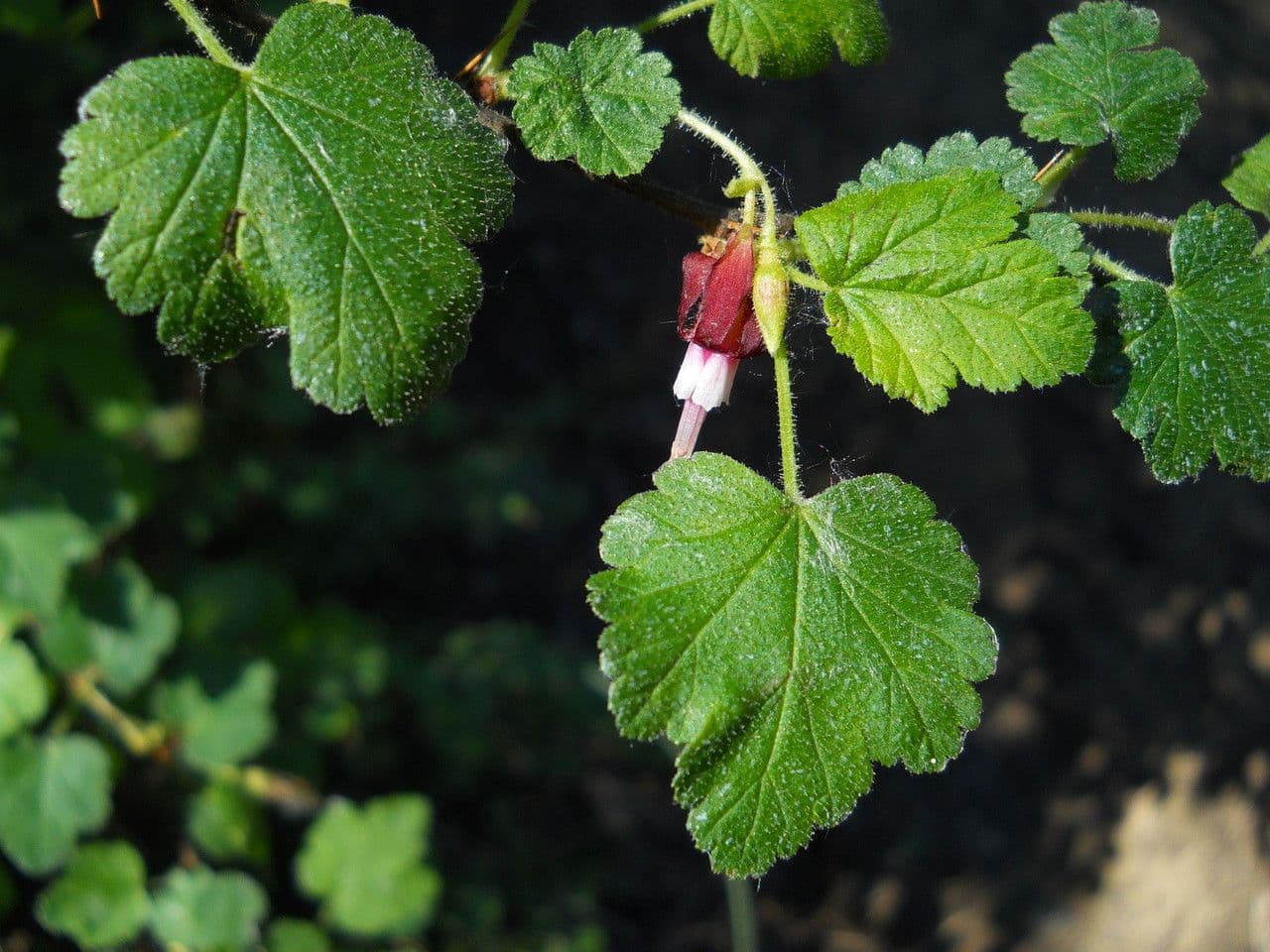 Ribes di Menzies 18