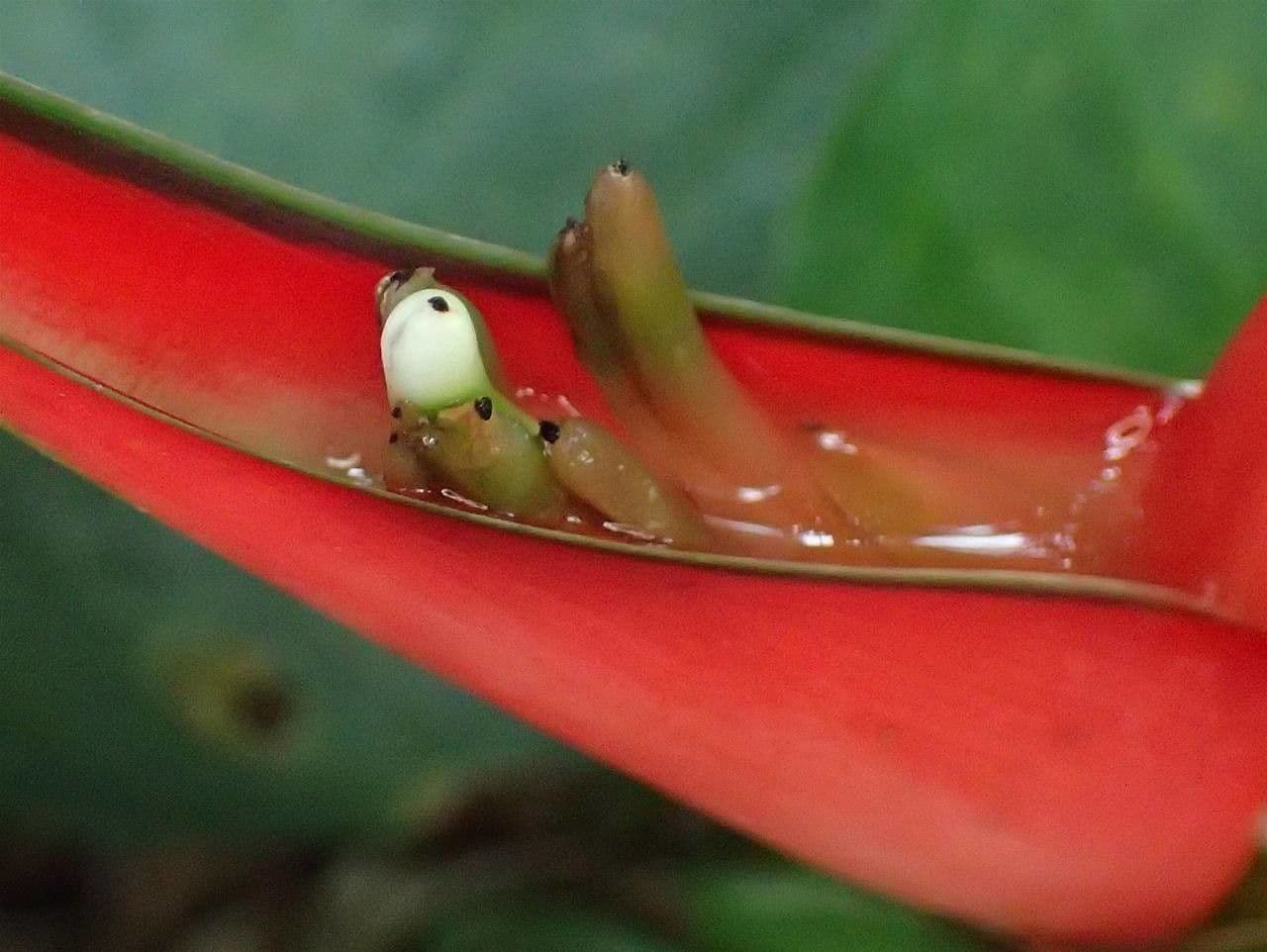 Fiore pappagallo 23