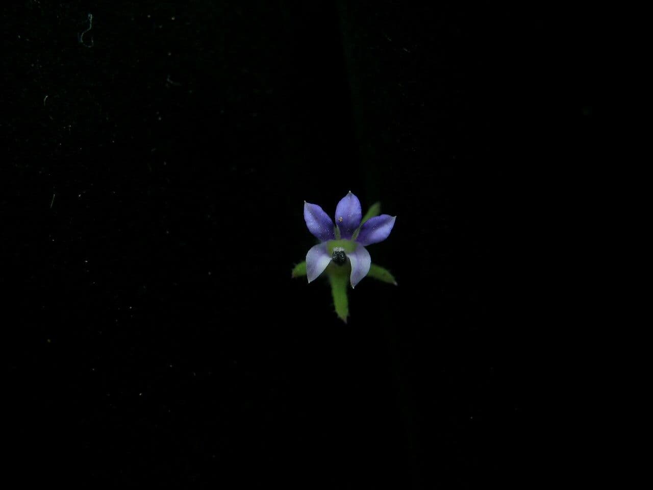Lobelia di Ceylon 2