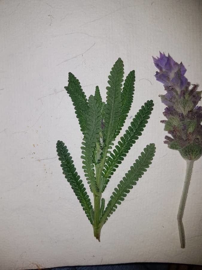Lavanda dentata 5