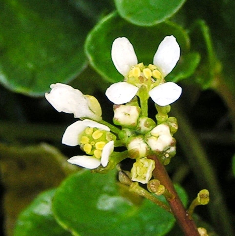Cochlearia pyrenaica 3
