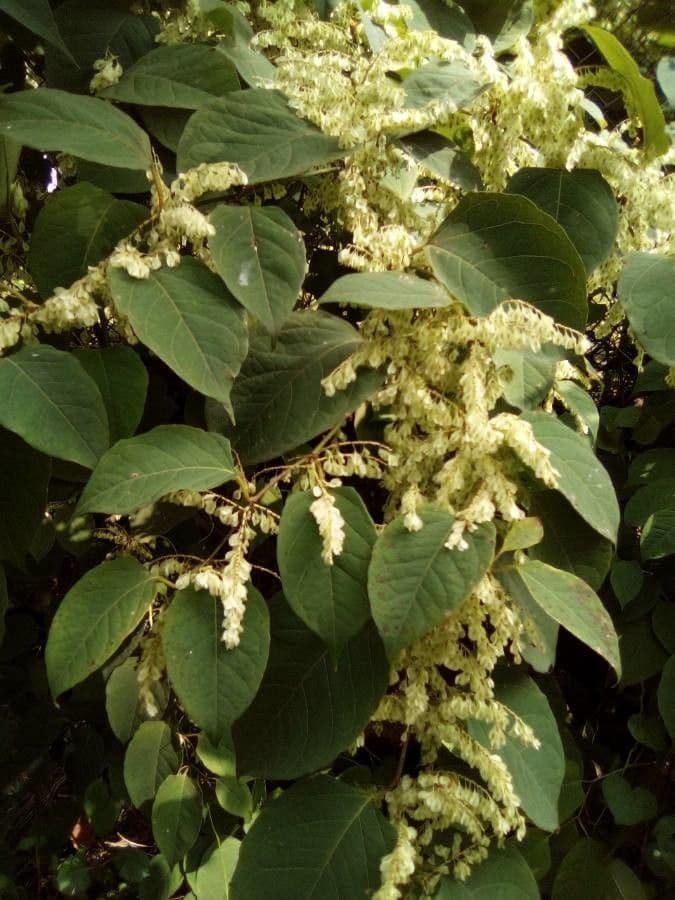 Clethra 9