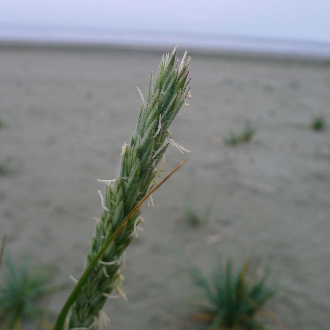 Weiche Strandhafer