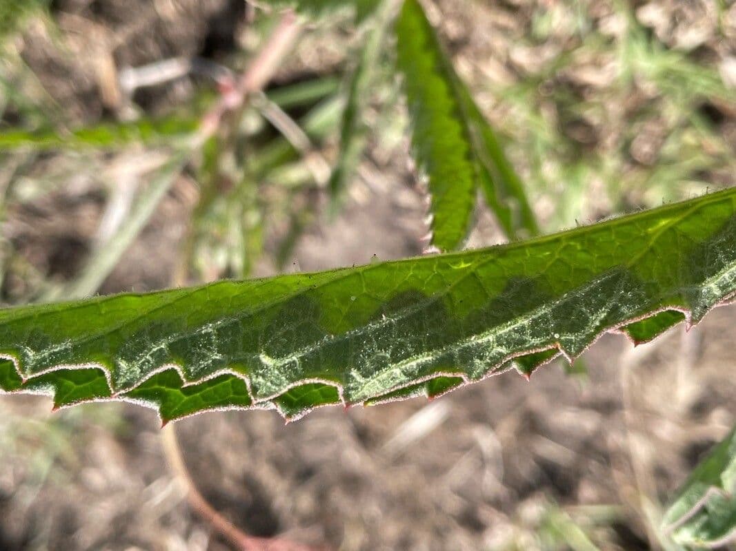 Cyphostemma 17