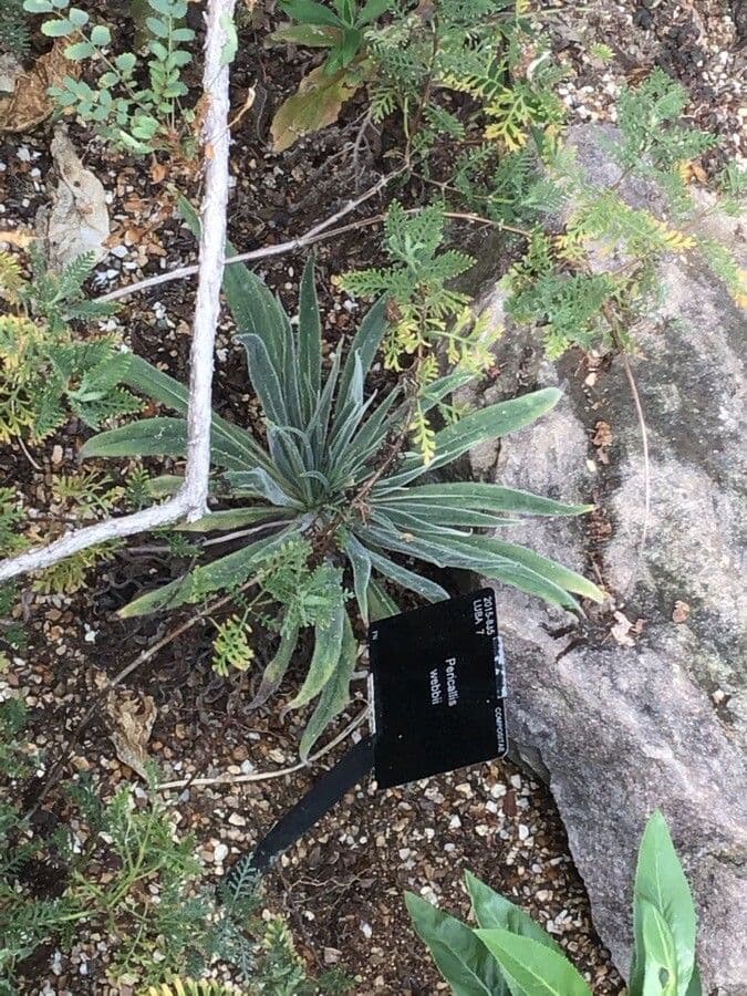 Pericallis 7