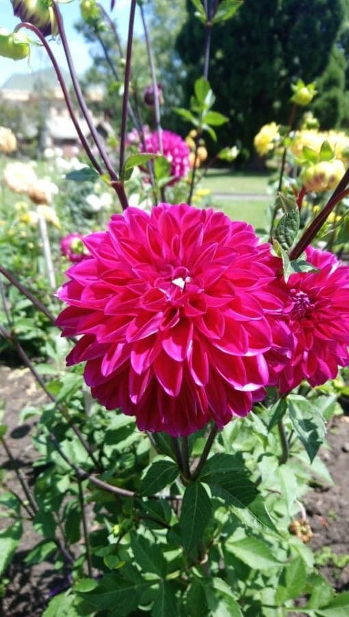 Dalia 7