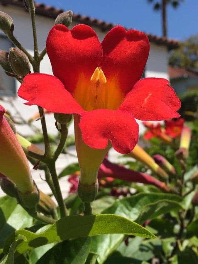 Amphilophium 5