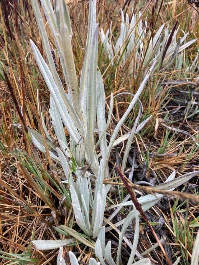 Senecio 22