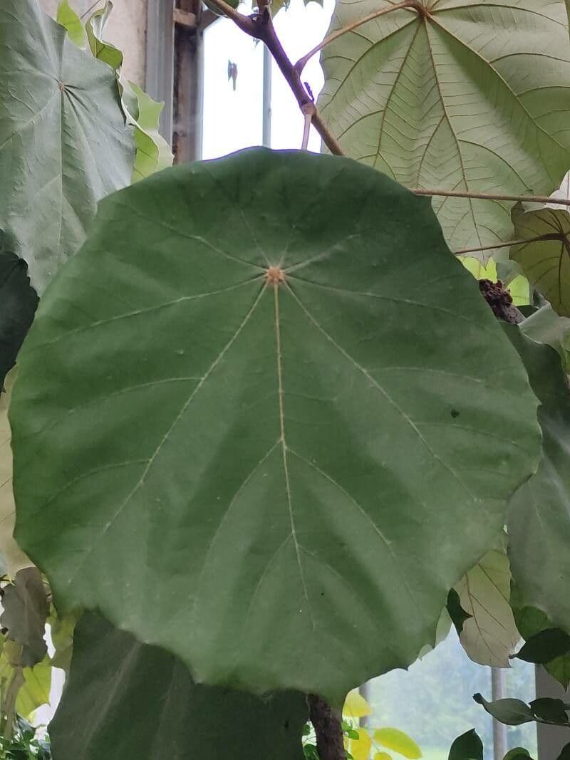 Pterospermum 13