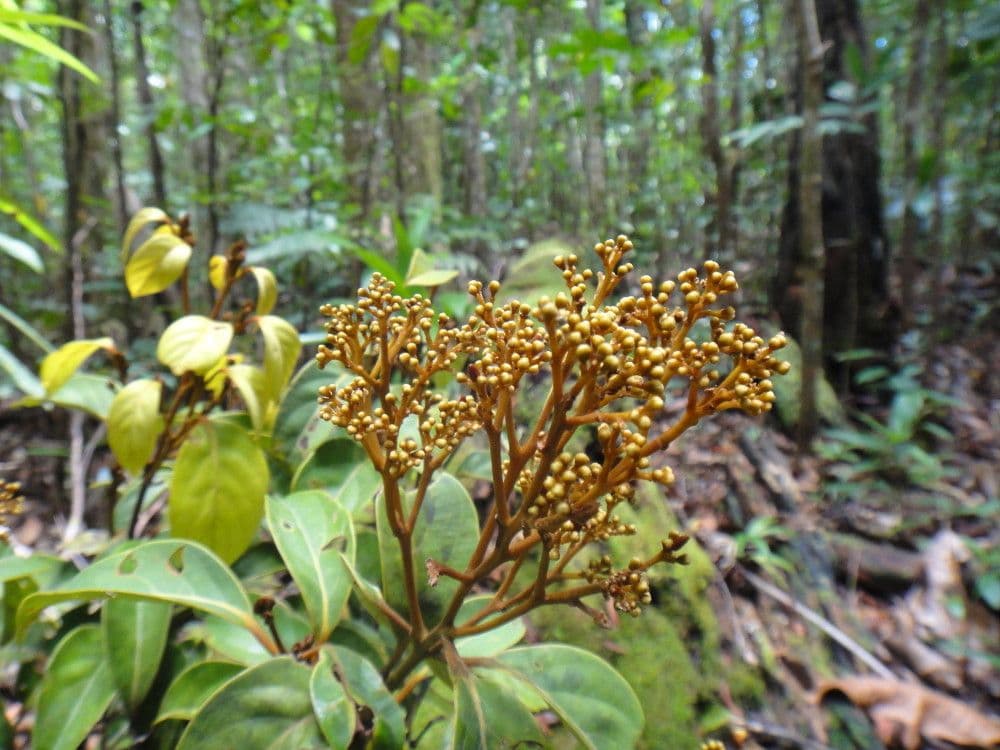 Cryptocarya 4