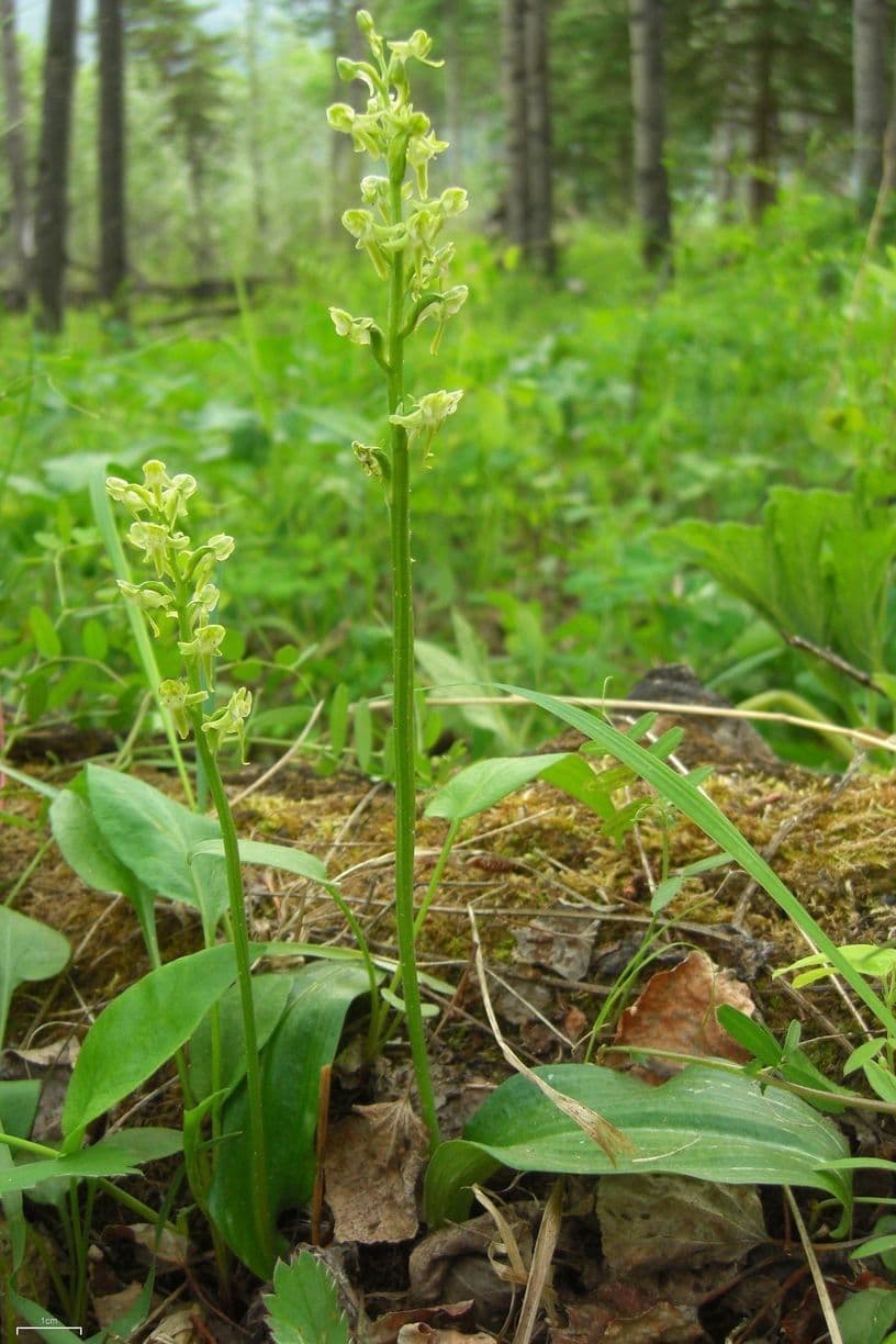 Orchidea a foglie ottuse 7