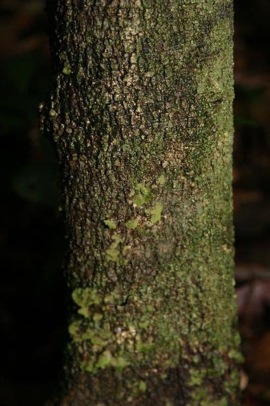 Cupania 9