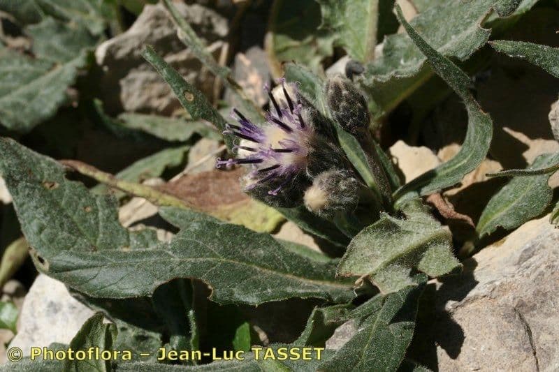 Saussurea 12