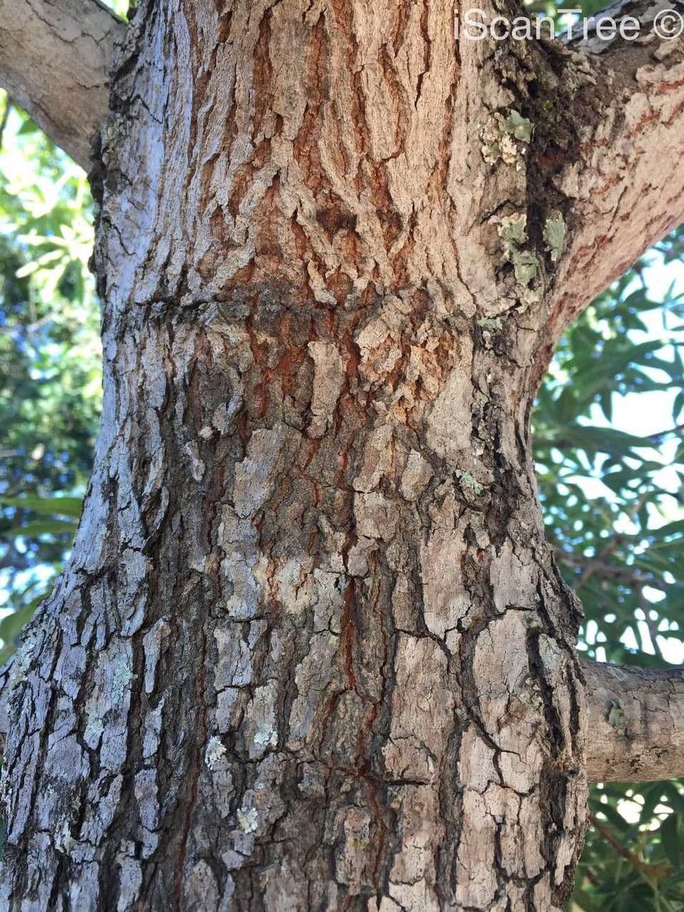 Sterculia 19