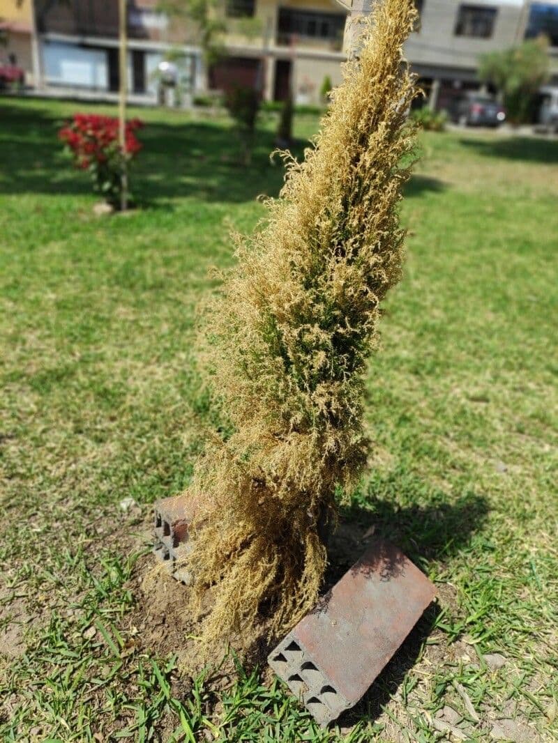 Cuscuta delle saline 14