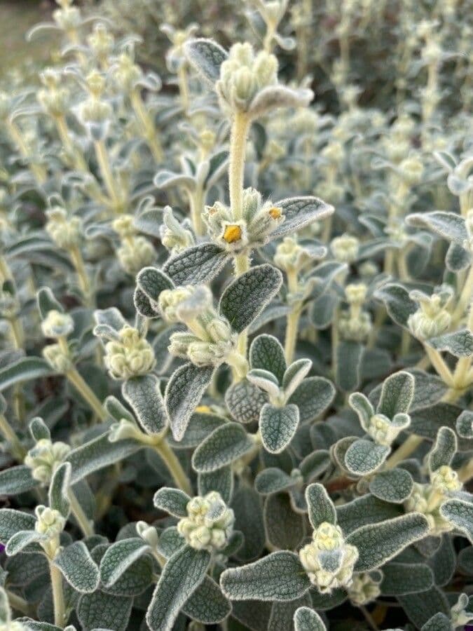 Phlomis lanata 10