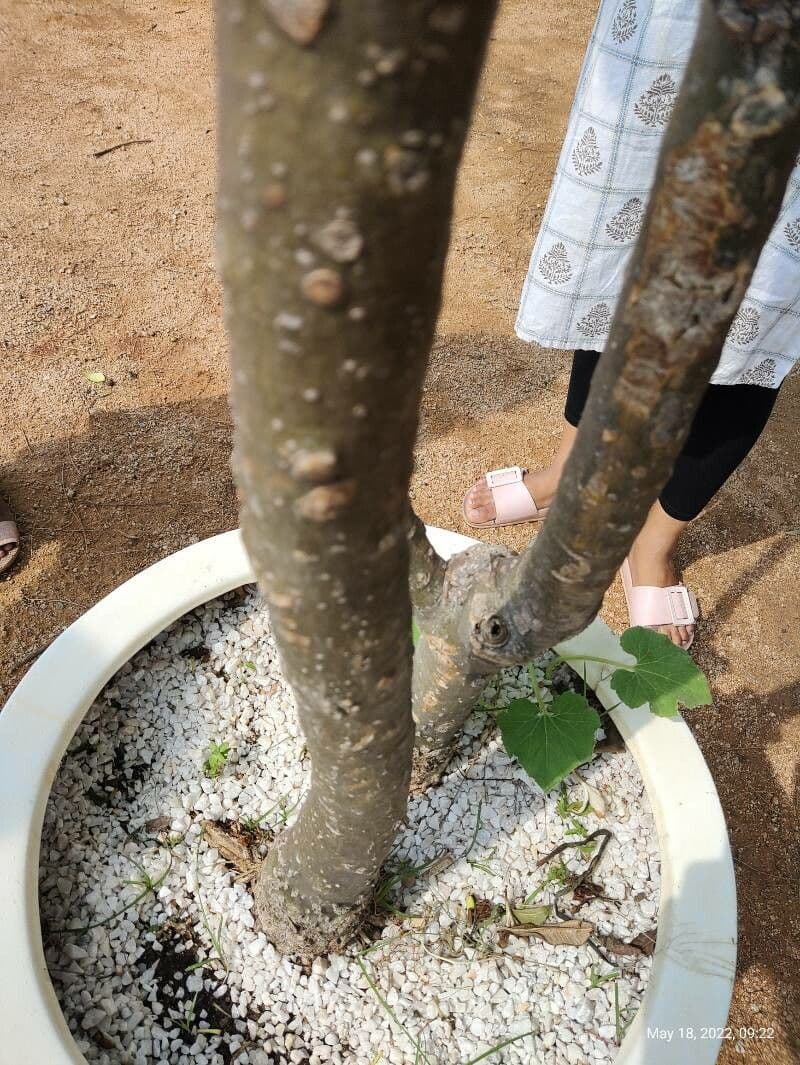 Frangipani 21