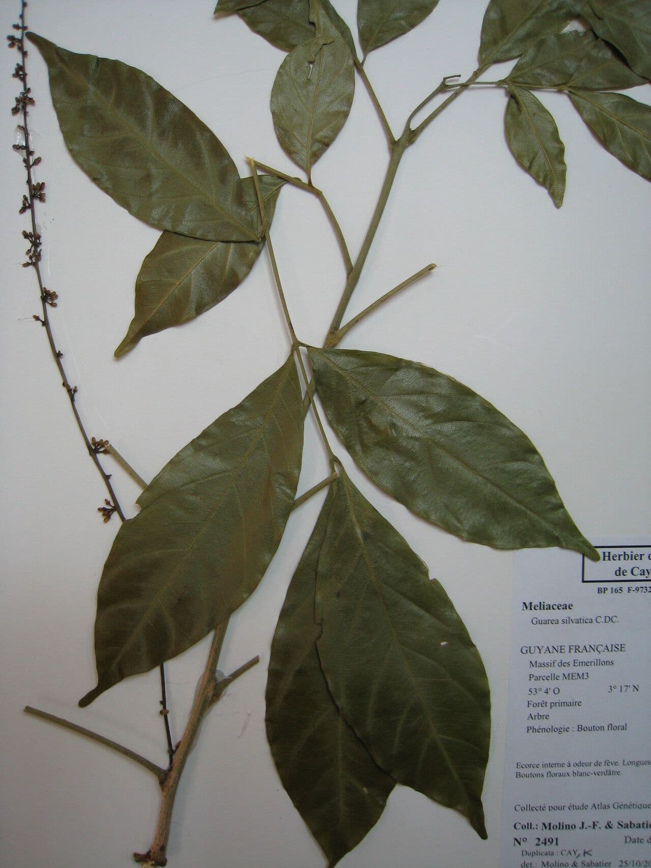 Guarea silvatica 2