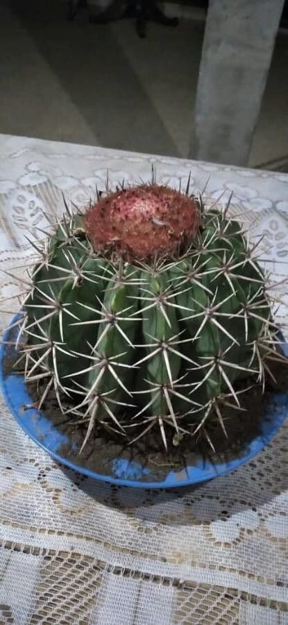 Melocactus 24