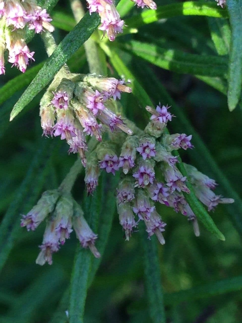 Monarrhenus 6