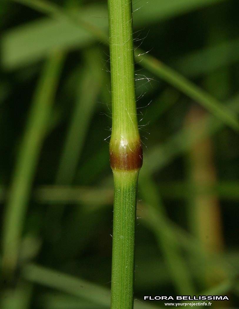 Brome dressé 19