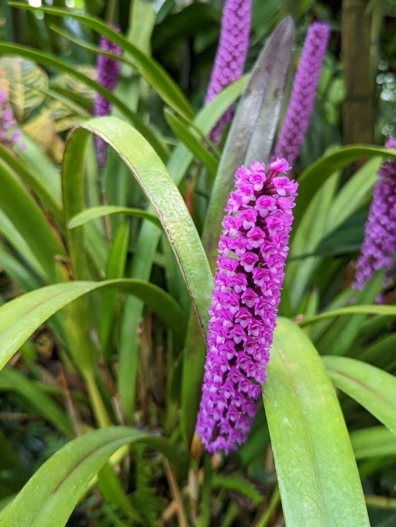 Arpophyllum 3