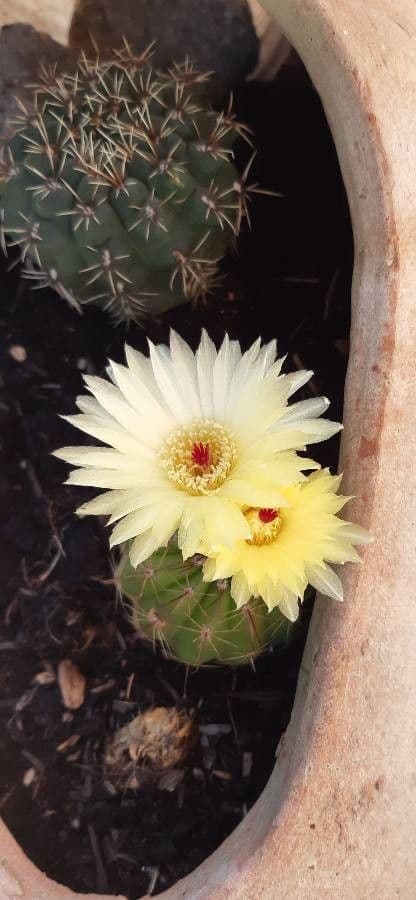 Parodia 3
