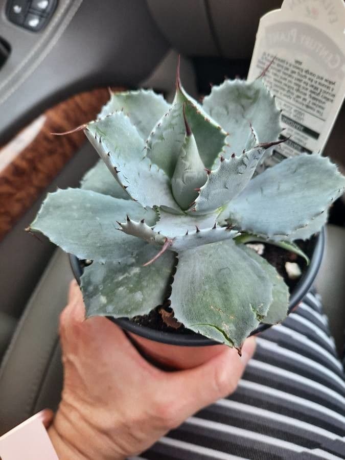 Agave 2