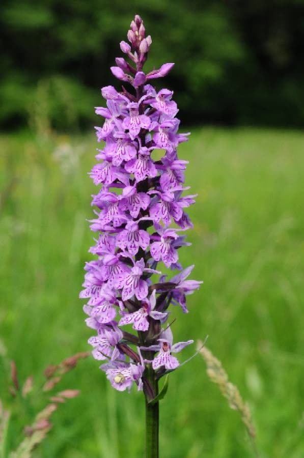 Orchidea di Fuchs 7