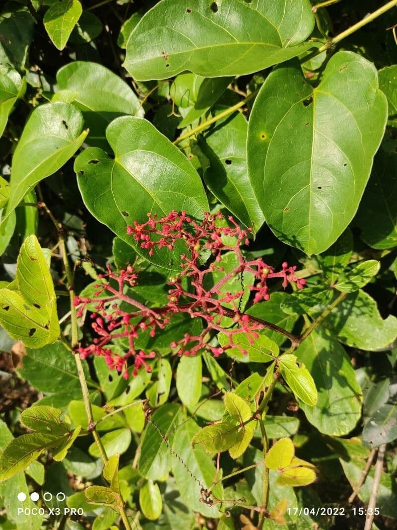 Cissus 8