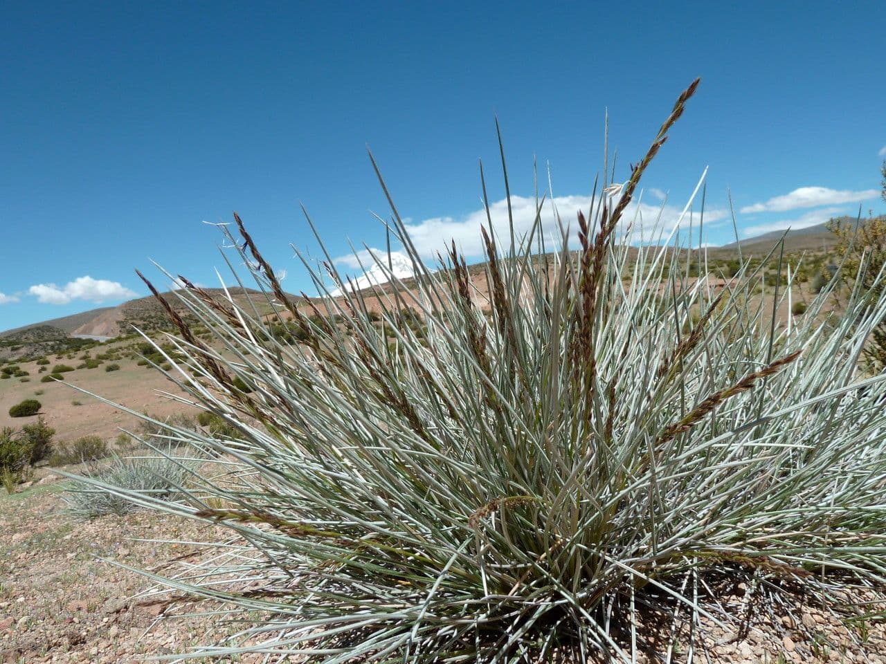 Festuca 6