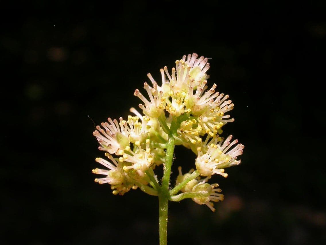 Kanadische Mondsame 3
