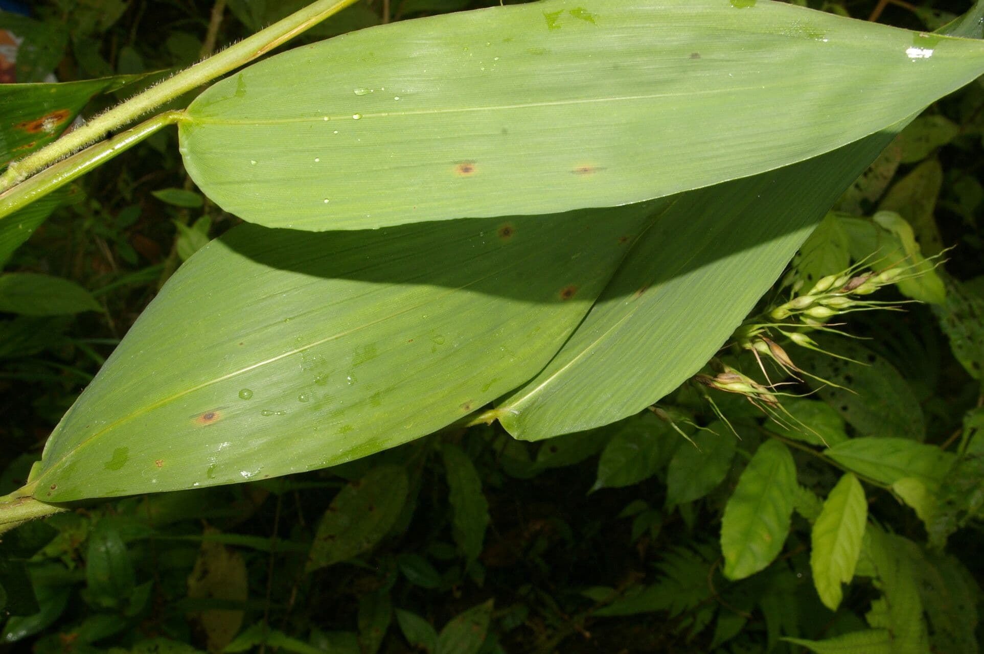 Olyra latifolia 12
