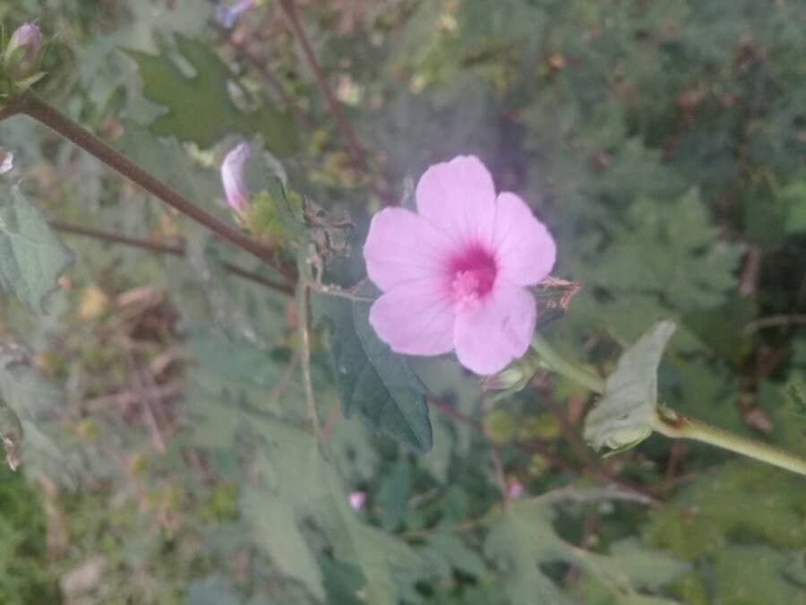 Urena lobata 8