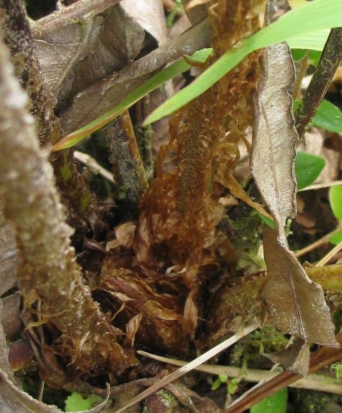 Blechnum 7